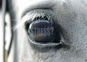 stress-del-cavallo