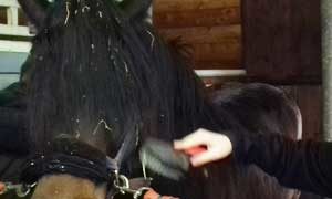 grooming-del-cavallo