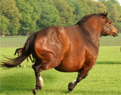 cavallo-grasso